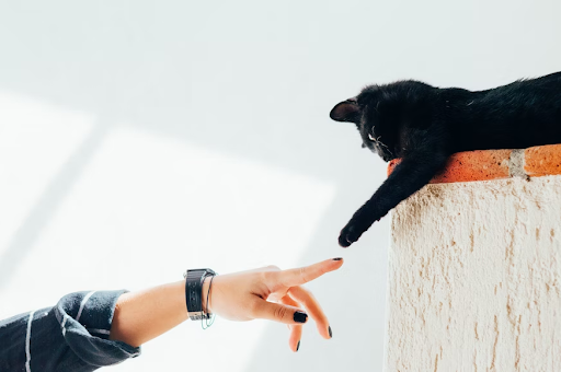 7 Reasons Why Smart Pet Tags Are A Must-Have Accessory for Every Pet Owner