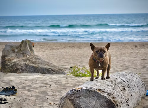 5 Features to Look For in a QR Code Pet Tag for Your Pets