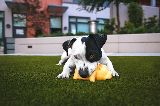 Debunking 6 Myths Surrounding QR Code Pet Tags